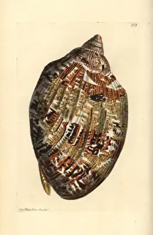 Volute Prints: Magnificent volute, Cymbiola magnifica