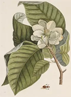 Cucumis Prints: Magnolia acuminata, cucumber tree