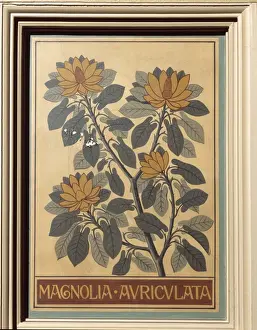 Magnoliid Prints: Magnolia auriculata, big-leaf magnolia