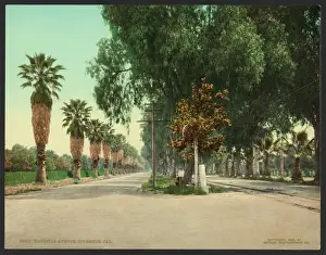 River Side Prints: Magnolia Avenue, Riverside, Cal