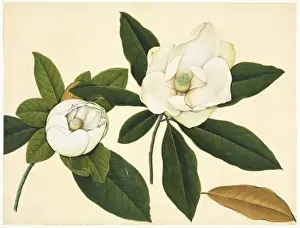 Reeves Prints: Magnolia cf. delavayi, magnolia