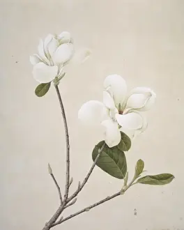Reeves Prints: Magnolia denudata, yulan magnolia