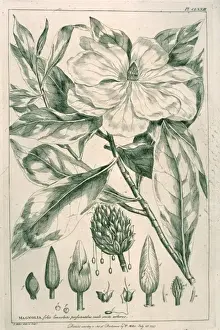 Linnaean Prints: Magnolia grandiflora, magnolia