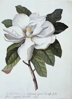 Ehret Collection: Magnolia grandifolra, southern magnolia