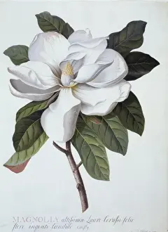 Ehret Prints: Magnolia grandifolra, southern magnolia