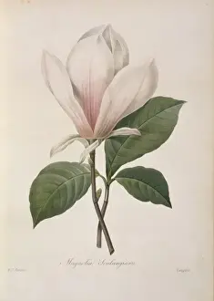 Magnoliid Prints: Magnolia soulangiana, Chinese magnolia