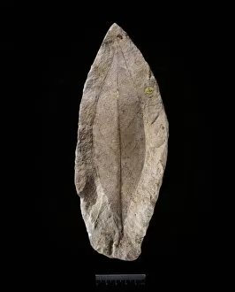 Cretaceous Collection: Magnolia sp. fossil magnolia leaf