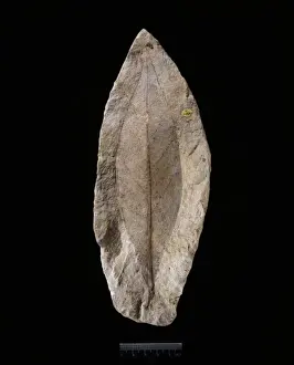 Phanerozoic Prints: Magnolia sp. fossil magnolia leaf
