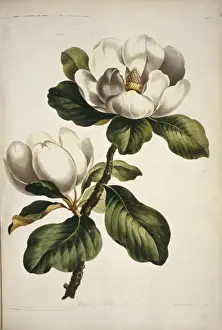 Magnoliid Prints: Magnolia sp. magnolia