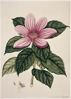 Potted Histories Prints: Magnolia sp. magnolia