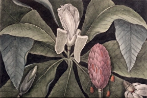 Mark Catesby Collection: Magnolia tripetala, umbrella magnolia