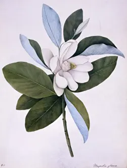 Potted Histories Prints: Magnolia virginiana, North American sweet bay
