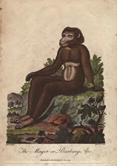 Magot or Barbary ape, Macaca sylvanus