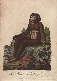 Magot or Barbary ape, Macaca sylvanus Magot or Barbary ape, Macaca sylvanus