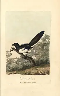 Graves Prints: Magpie, Corvus pica, Pica pica