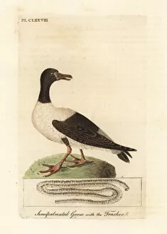 Anatomical Collection: Magpie goose, Anseranas semipalmata