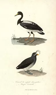 Anas Collection: Magpie goose and crested auklet