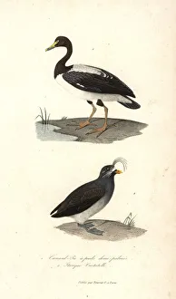 Anas Collection: Magpie goose and crested auklet