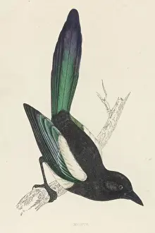 Rustica Prints: Magpie (Morris)