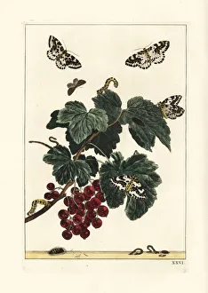 Accurate Gallery: Magpie moth, Abraxas grossulariata, on a redcurrant branch