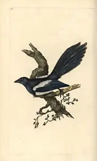 Magpie Prints: Magpie, Pica pica