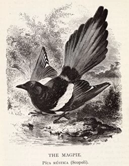 Images Dated 22nd February 2021: The magpie (pica rustica), a member of the crow family. Date: 1899