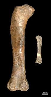 Dinosauria Collection: Magyarosaurus sp. & Cetiosaurus oxoniensis