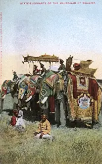 Canopy Prints: Maharaja of Gwaliors four state elephants, India