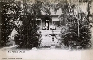Verandah Gallery: Mahe, Seychelles - An Palme