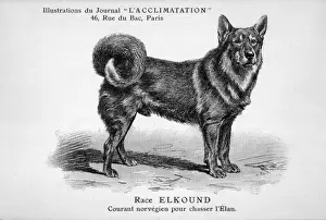 Mahler / Elkhound