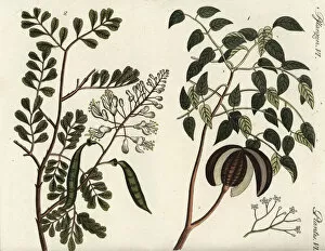 Bertuch Gallery: Mahogany and caesalpinia tree
