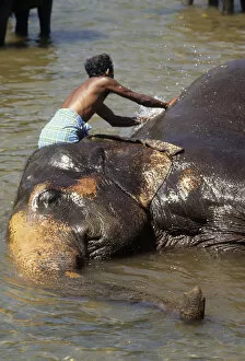 Mahout bathes an elephant, Sri Lanka - 2