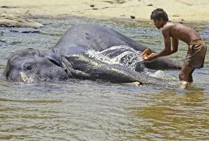 Raja Gallery: Mahout bathes an elephant, Sri Lanka - 3