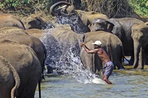 Raja Gallery: Mahout bathes an elephant, Sri Lanka - 4