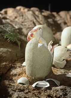 Euornithopoda Collection: Maiasaura hatchling