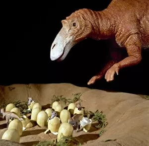 Ankylopollexia Gallery: Maiasaura with nest of eggs and hatchlings