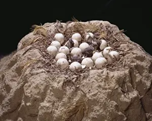 Maiasaura with nest of eggs and hatchlings