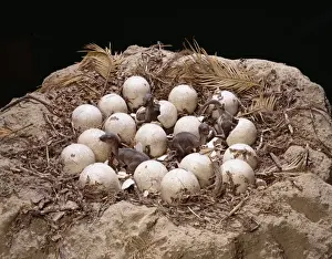 Maiasaura with nest of eggs and hatchlings