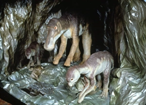 Euornithopoda Collection: Maiasaura with young