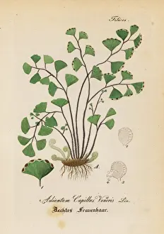 Fern Prints: Maidenhair fern, Adiantum capillus-veneris