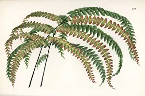 Maidenhair fern species
