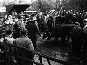 Live Stock Collection: Maidstone Cattle Market