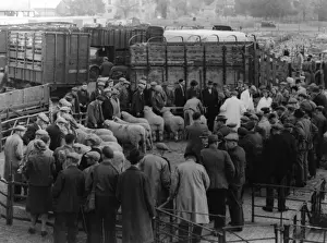 Maidstone Sheep Market