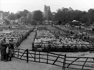 Maidstone Sheep Market
