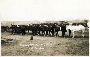 Images Dated 12th April 2022: Maitos, Chanakkale - Dardanelles, Turkey - Army mules and horses. Date: 1923