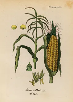 Maize Collection: Maize or corn, Zea mays