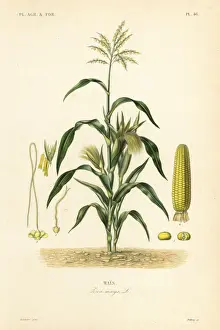 Maize or corn, Zea mays