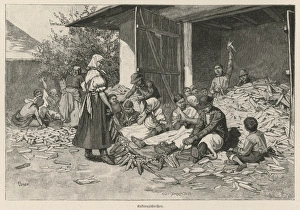 Maize Collection: Maize Hungary 1891