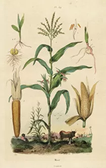 Maize or sweetcorn, Zea mays