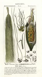 Maize Collection: Maize, Zea mays